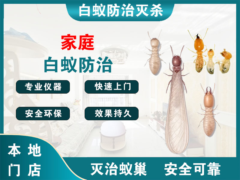 常熟市家庭白蚁防治