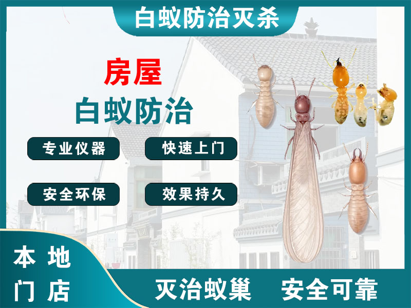 常熟市房屋白蚁防治